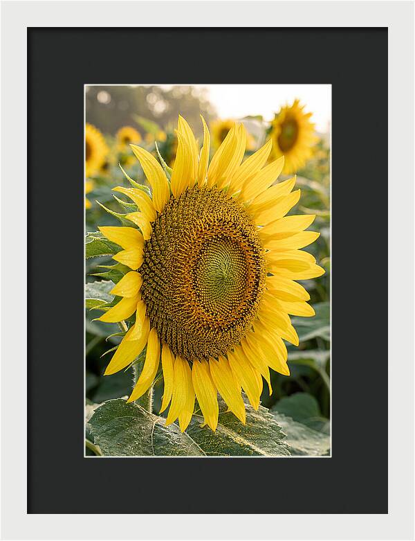 Sunflower Radiance In Bloom