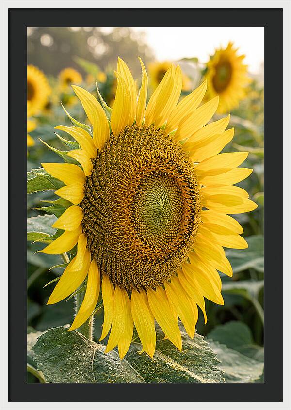 Sunflower Radiance In Bloom