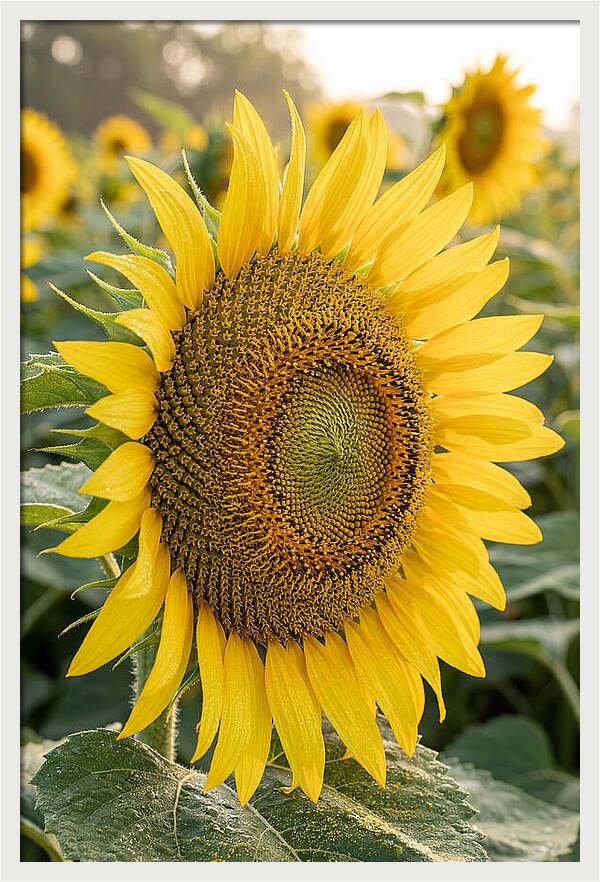 Sunflower Radiance In Bloom