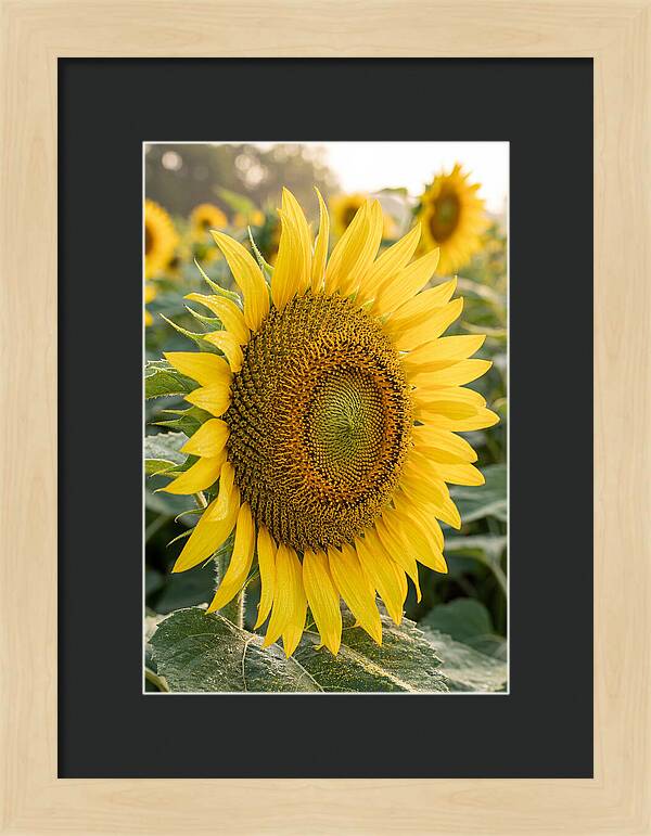 Sunflower Radiance In Bloom
