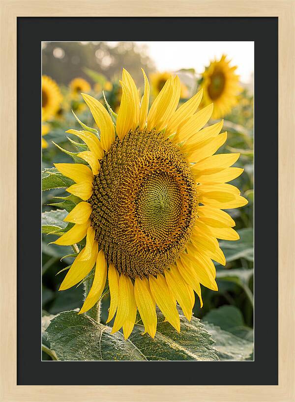 Sunflower Radiance In Bloom