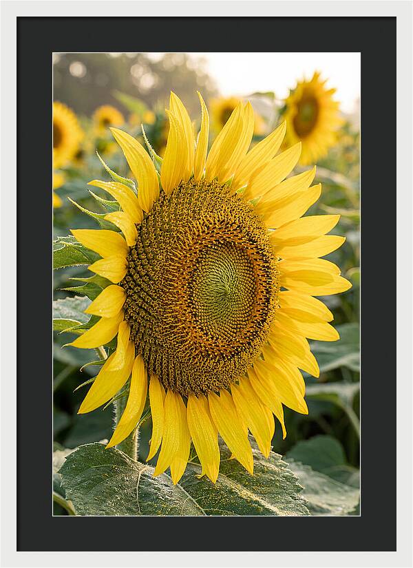 Sunflower Radiance In Bloom
