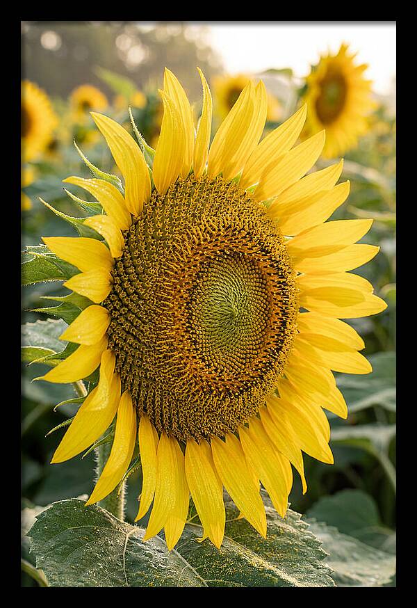 Sunflower Radiance In Bloom