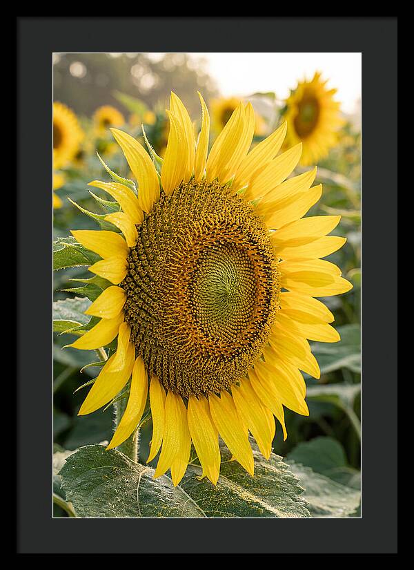 Sunflower Radiance In Bloom