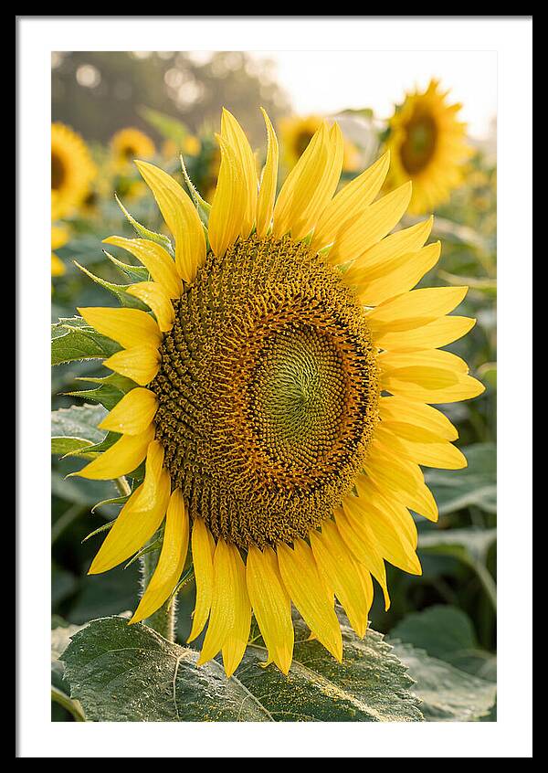 Sunflower Radiance In Bloom