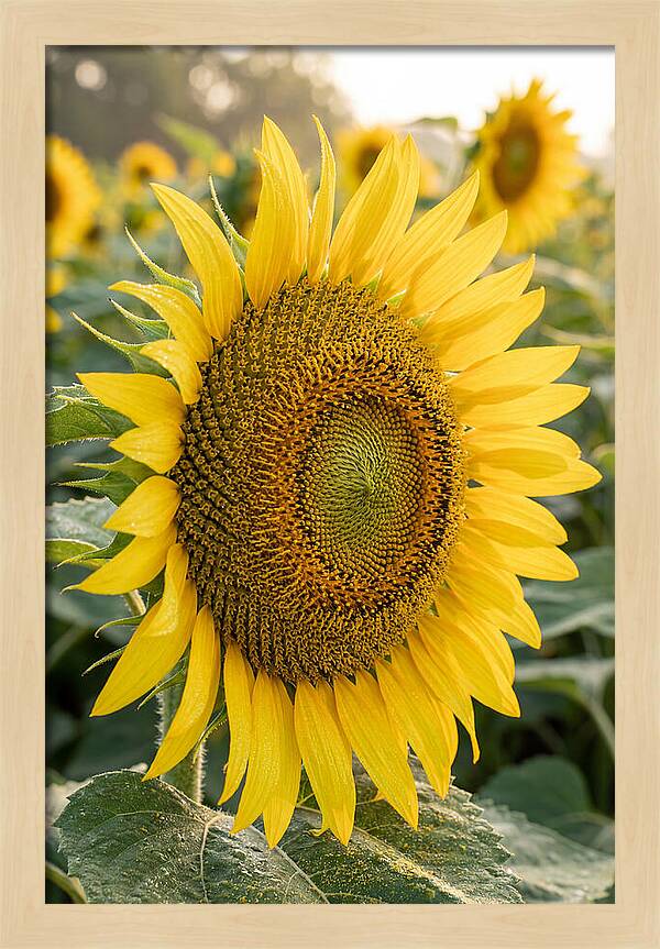 Sunflower Radiance In Bloom