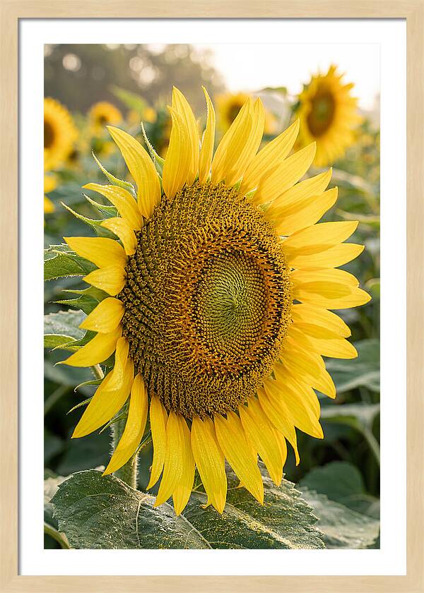 Sunflower Radiance In Bloom