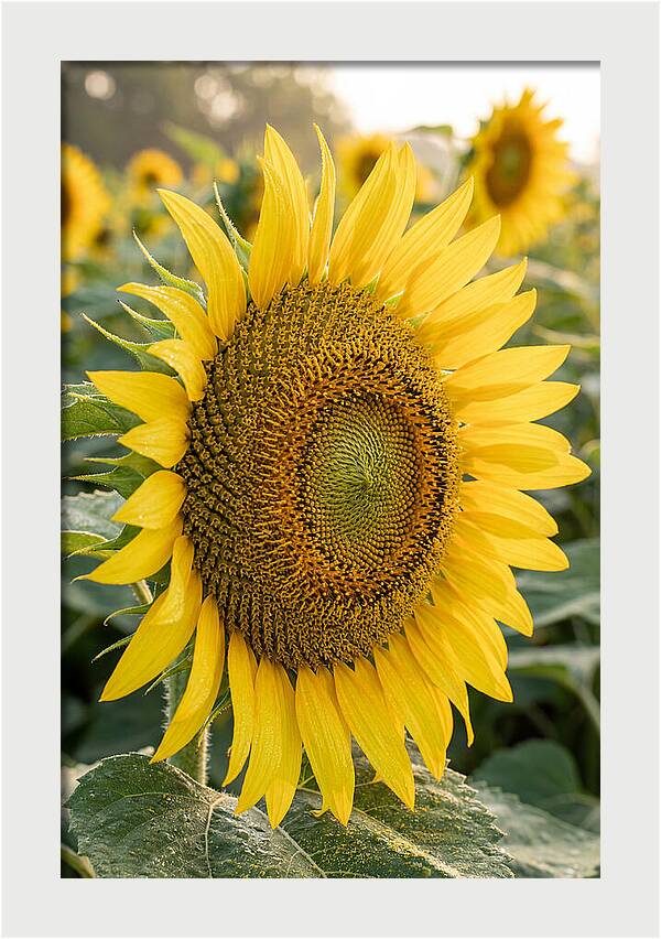 Sunflower Radiance In Bloom