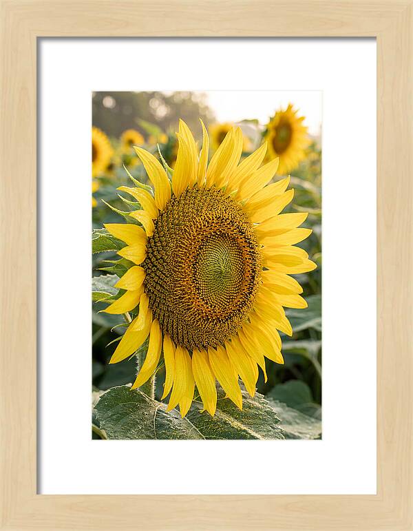 Sunflower Radiance In Bloom