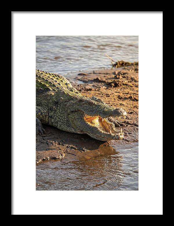 Sunlit Nile Crocodile