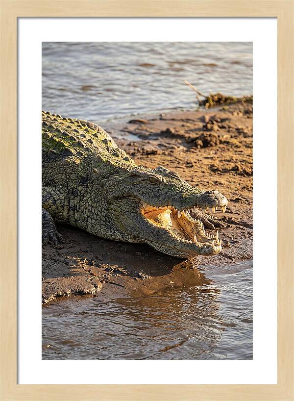 Sunlit Nile Crocodile