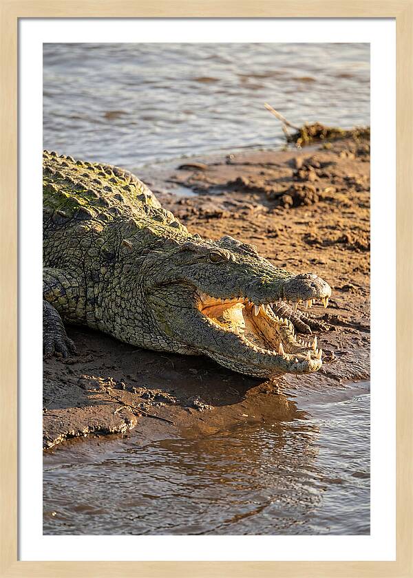 Sunlit Nile Crocodile