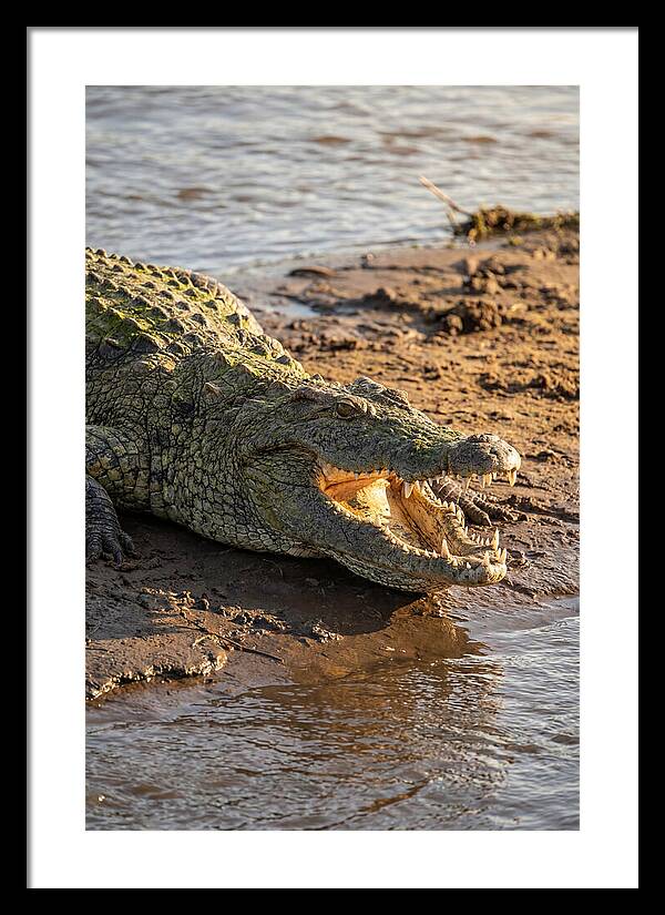 Sunlit Nile Crocodile