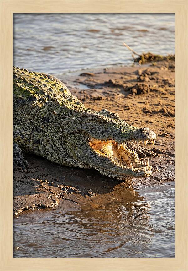 Sunlit Nile Crocodile