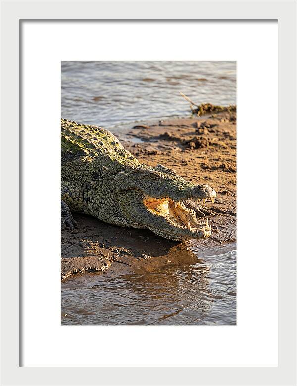 Sunlit Nile Crocodile