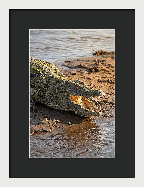 Sunlit Nile Crocodile