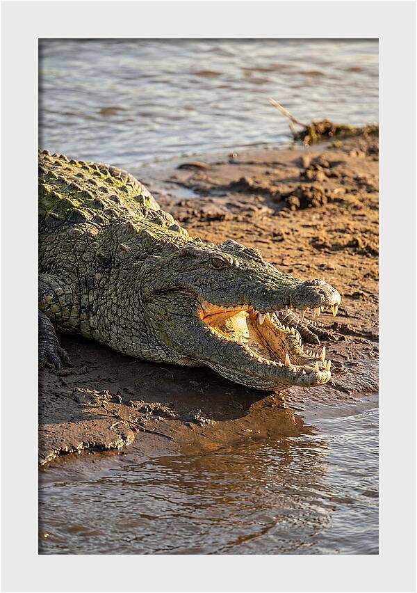 Sunlit Nile Crocodile