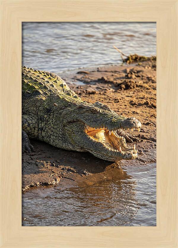 Sunlit Nile Crocodile