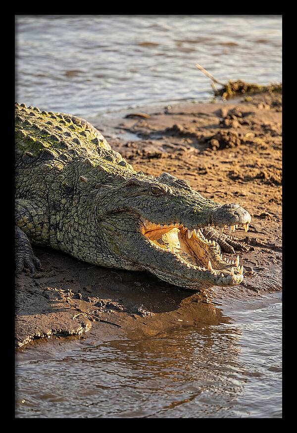 Sunlit Nile Crocodile