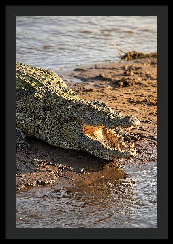 Sunlit Nile Crocodile