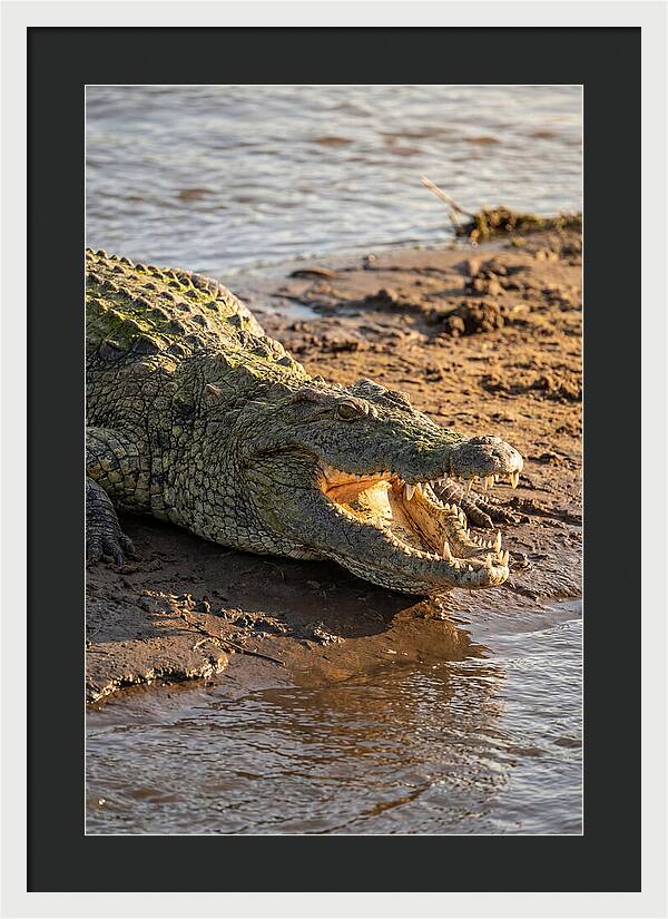 Sunlit Nile Crocodile