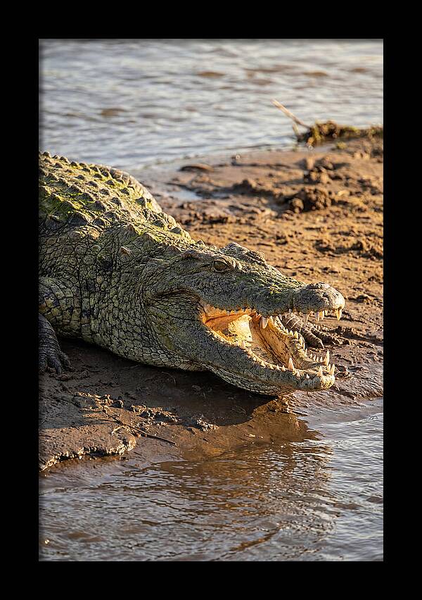Sunlit Nile Crocodile