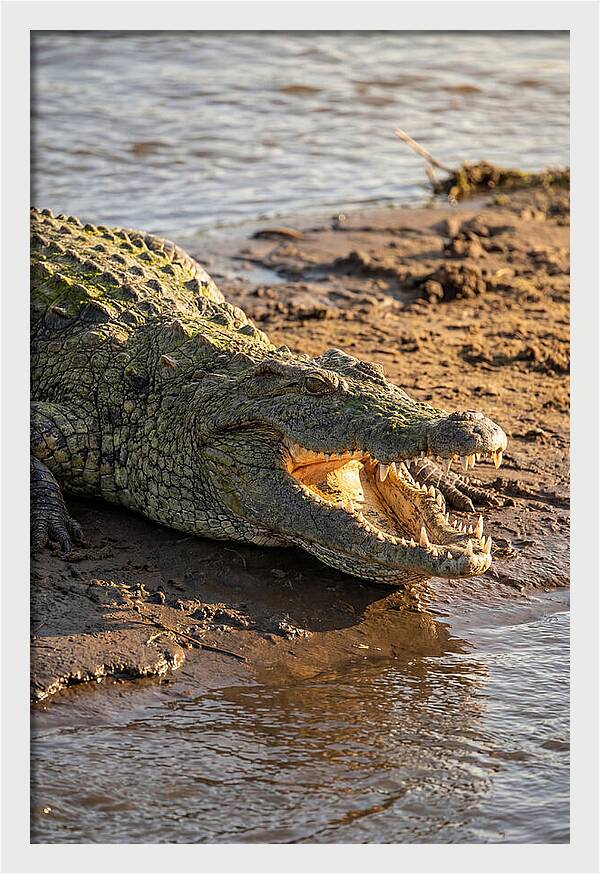 Sunlit Nile Crocodile