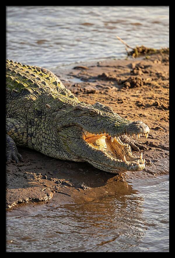 Sunlit Nile Crocodile