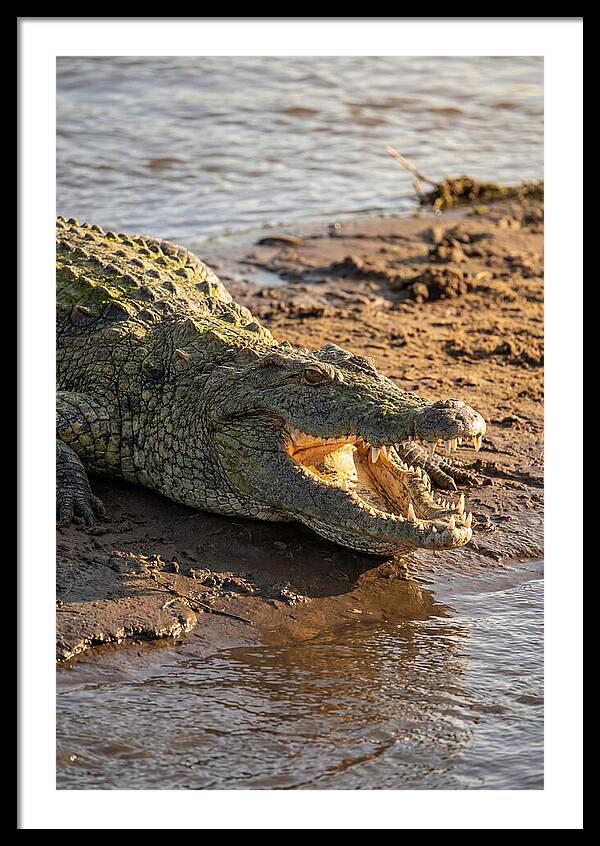 Sunlit Nile Crocodile