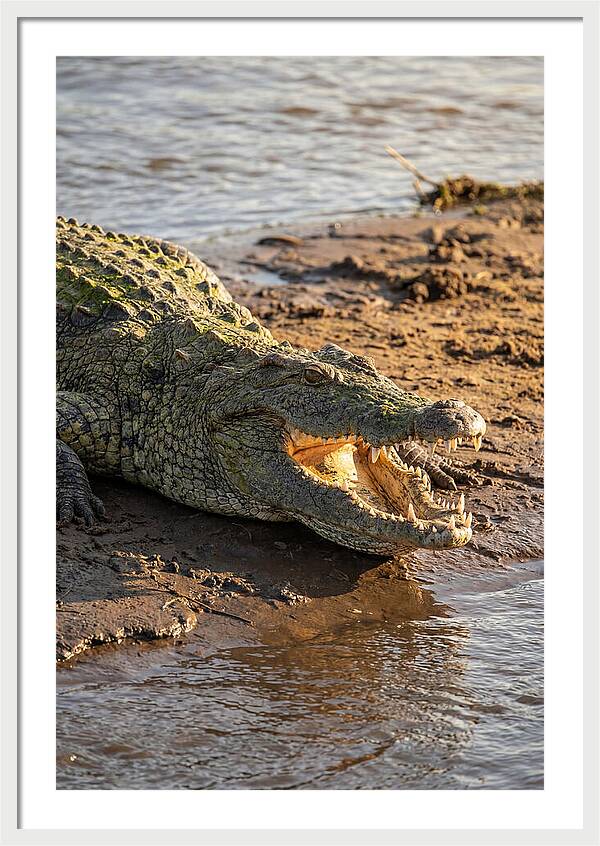 Sunlit Nile Crocodile
