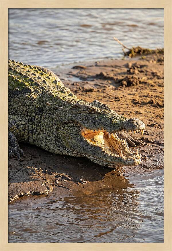 Sunlit Nile Crocodile