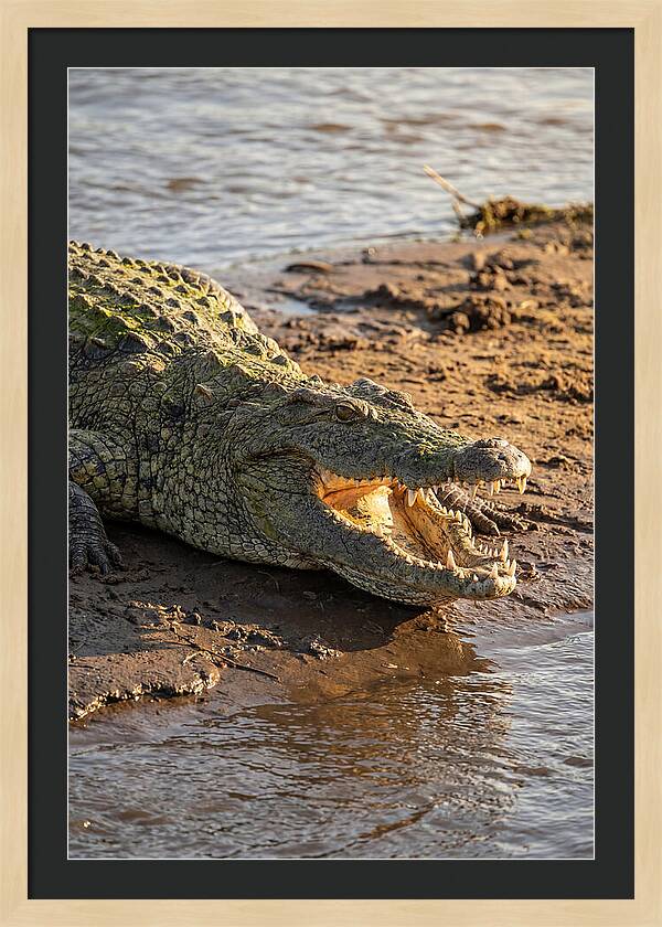 Sunlit Nile Crocodile