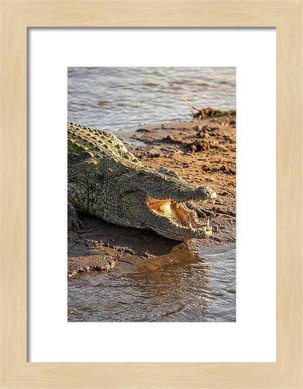 Sunlit Nile Crocodile