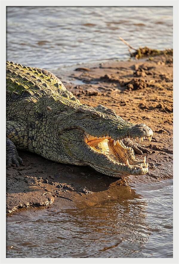 Sunlit Nile Crocodile