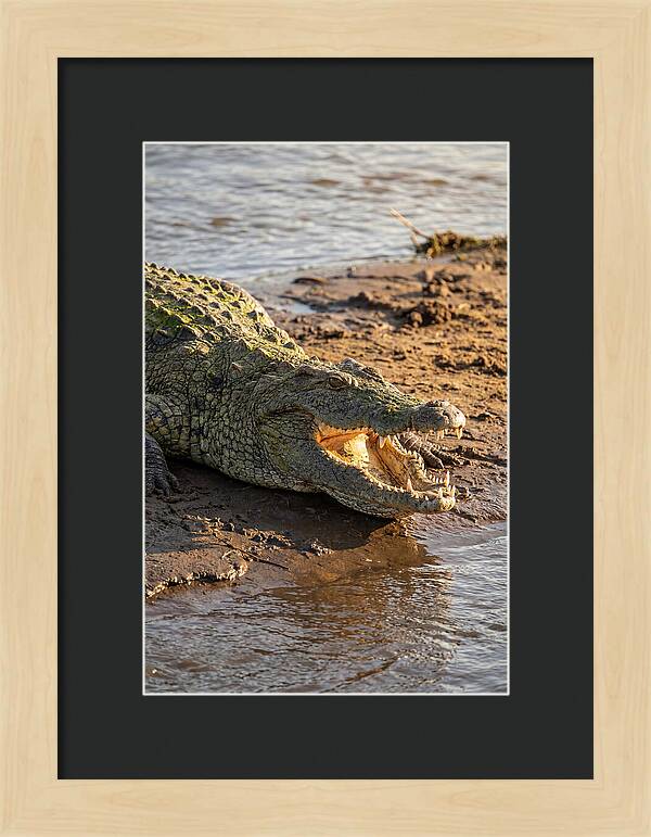 Sunlit Nile Crocodile