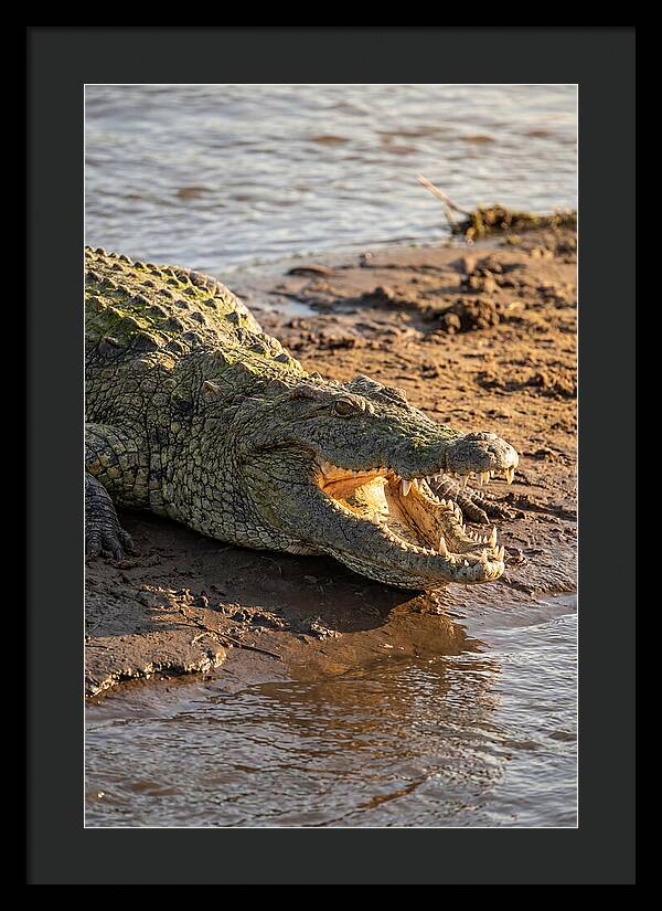 Sunlit Nile Crocodile