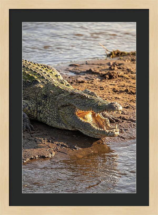 Sunlit Nile Crocodile