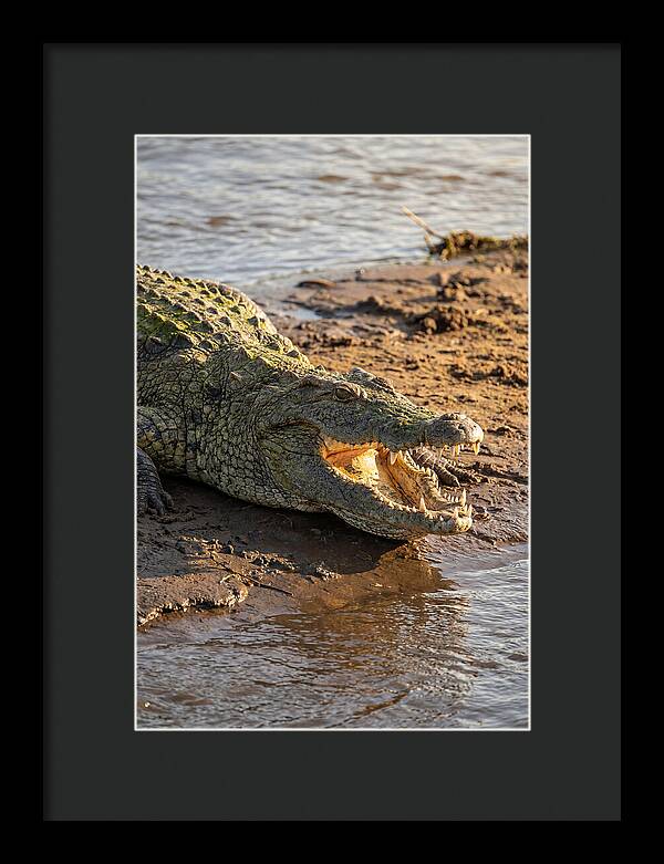 Sunlit Nile Crocodile