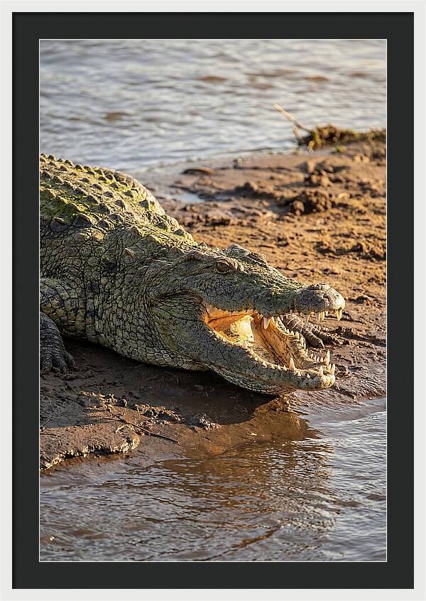 Sunlit Nile Crocodile