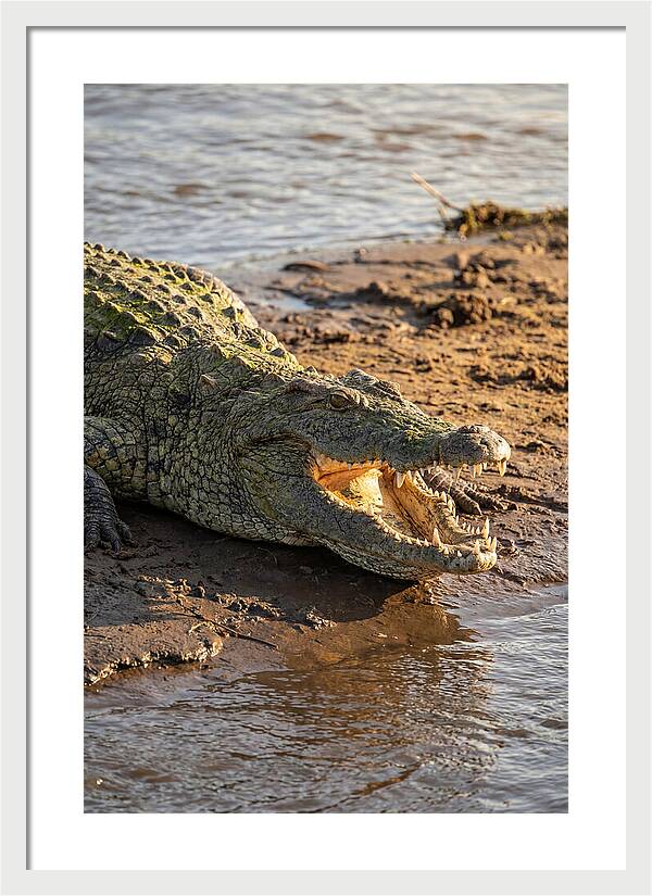 Sunlit Nile Crocodile