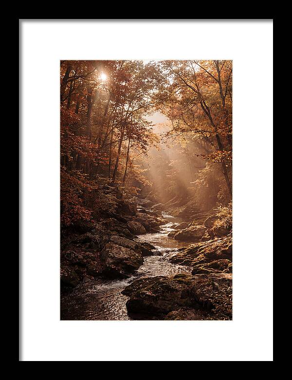 Sunlit Ravine With Flowing Creek