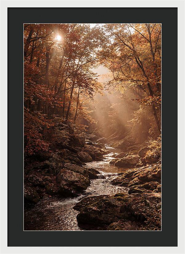 Sunlit Ravine With Flowing Creek