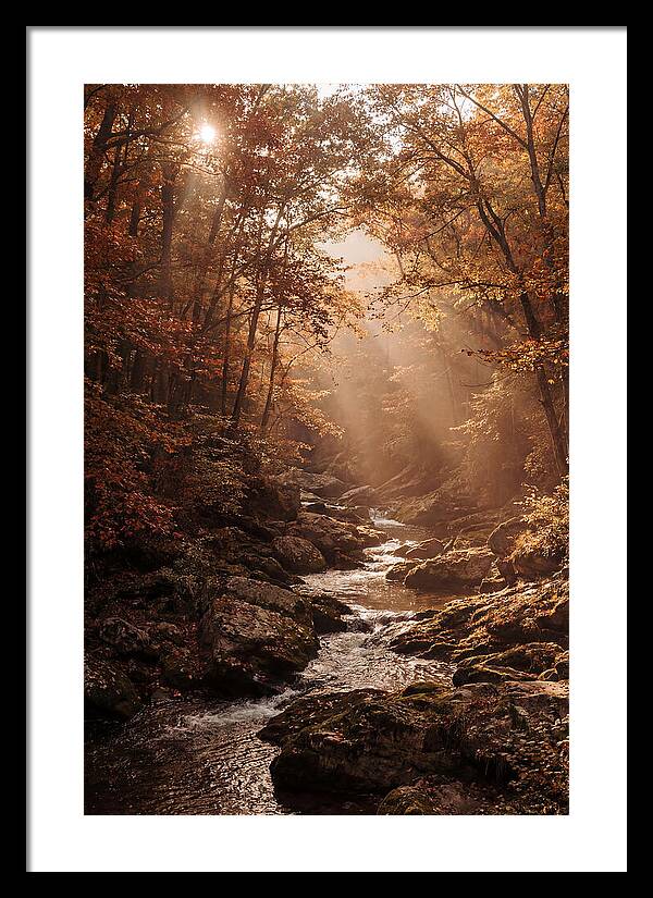 Sunlit Ravine With Flowing Creek
