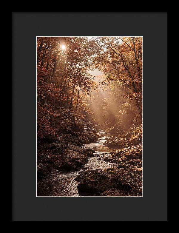 Sunlit Ravine With Flowing Creek