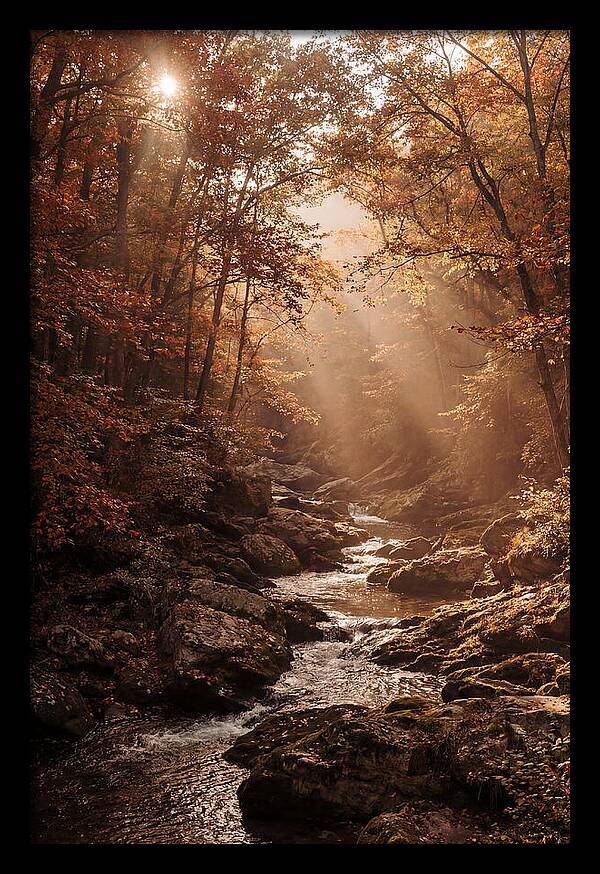 Sunlit Ravine With Flowing Creek
