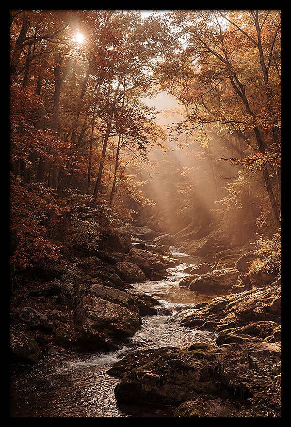 Sunlit Ravine With Flowing Creek