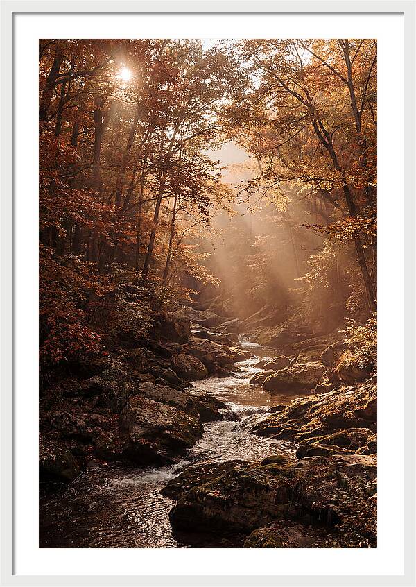 Sunlit Ravine With Flowing Creek