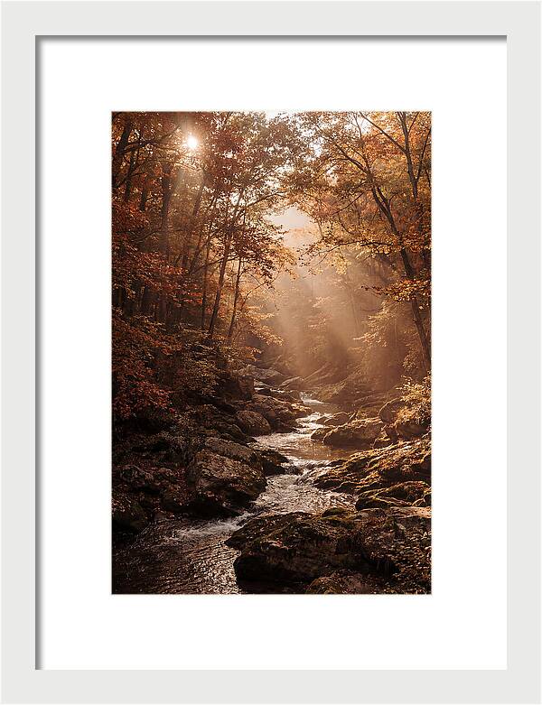 Sunlit Ravine With Flowing Creek