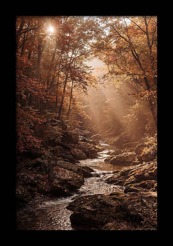 Sunlit Ravine With Flowing Creek