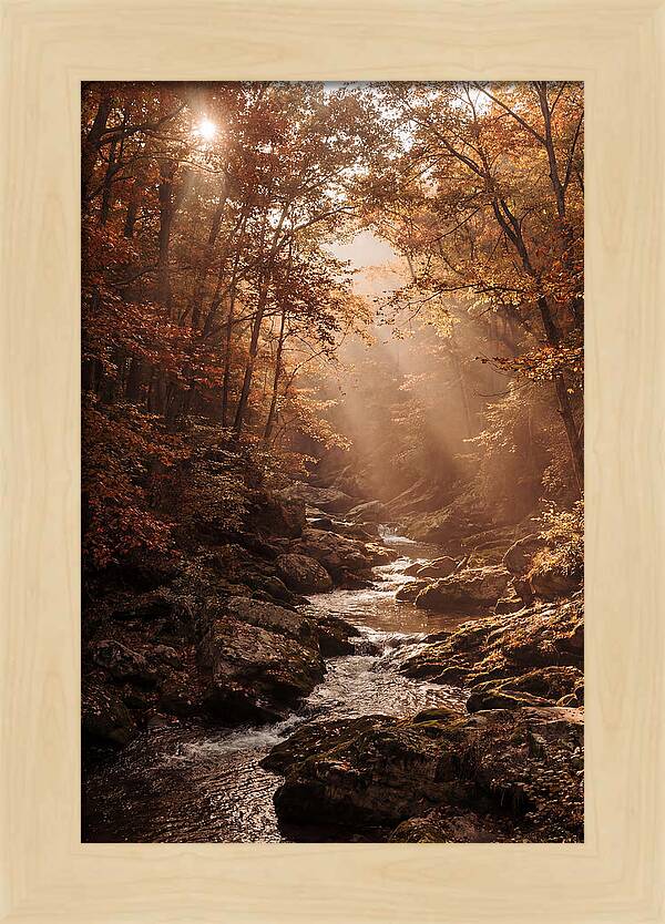 Sunlit Ravine With Flowing Creek